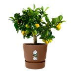 greenville round 30cm gemberbruin